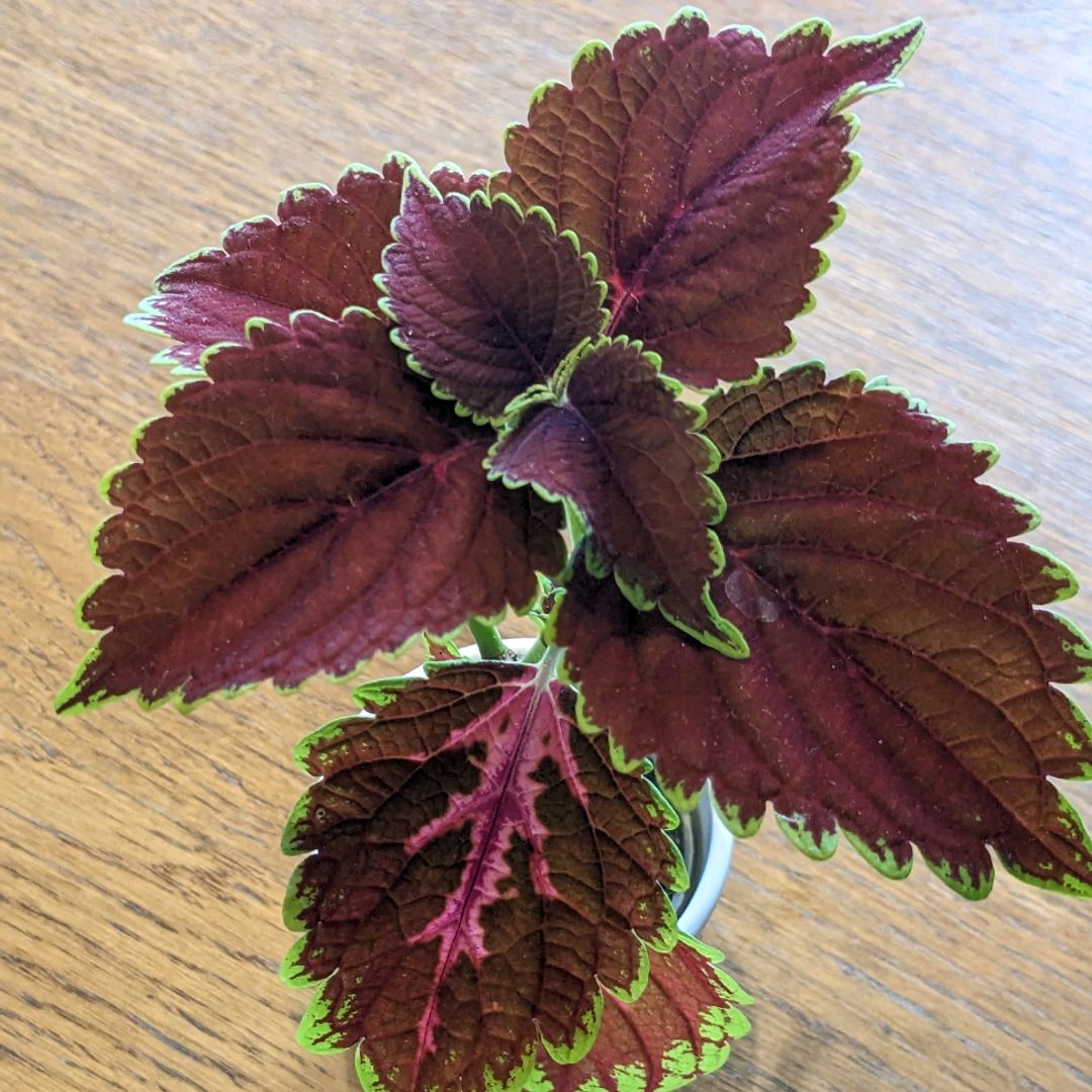 Coleus