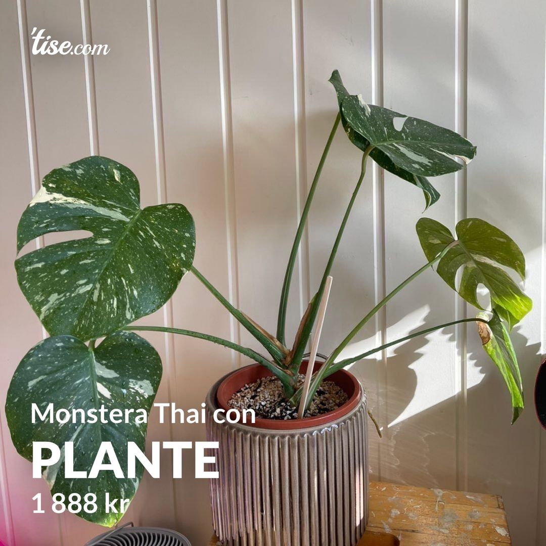 Plante