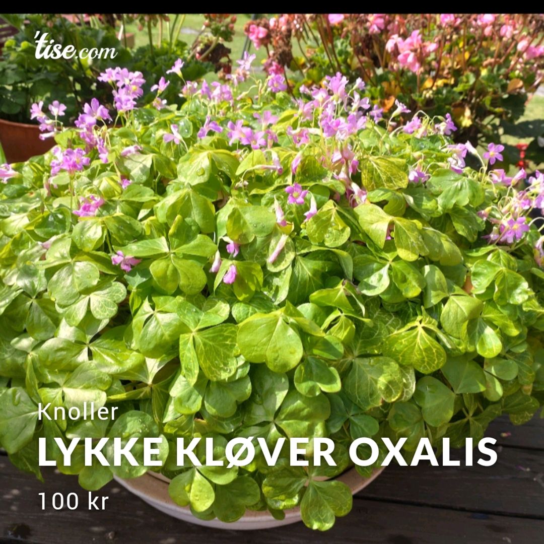 Lykke kløver Oxalis