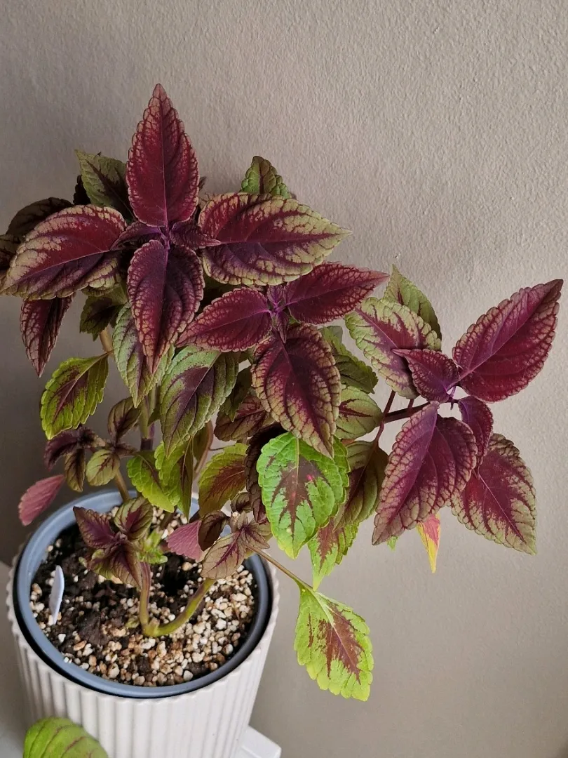 Kameleont Coleus 🌸