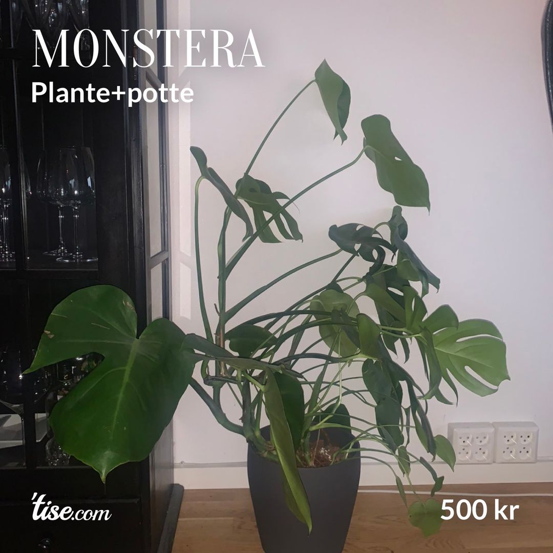 Monstera