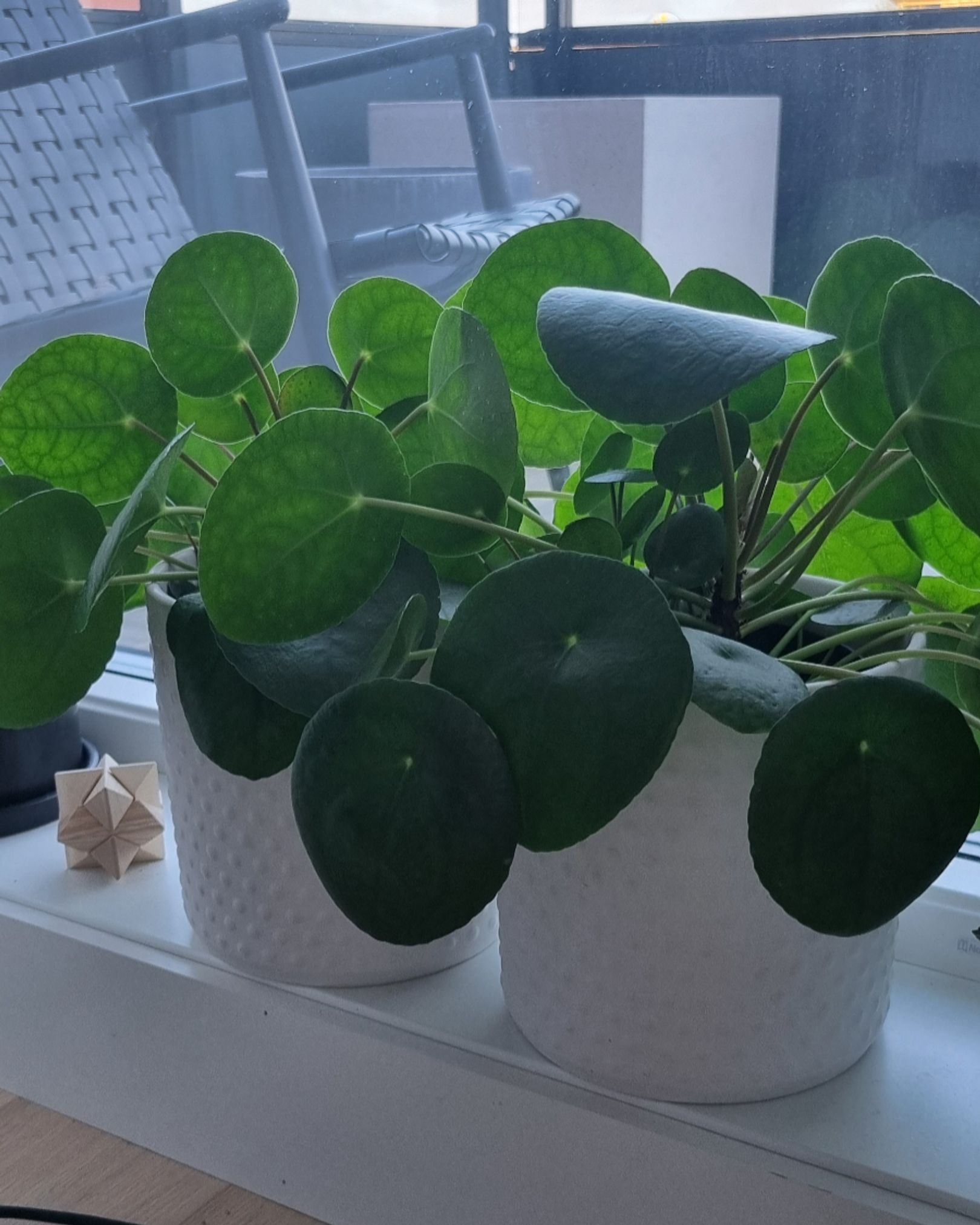 Pilea i fine potter