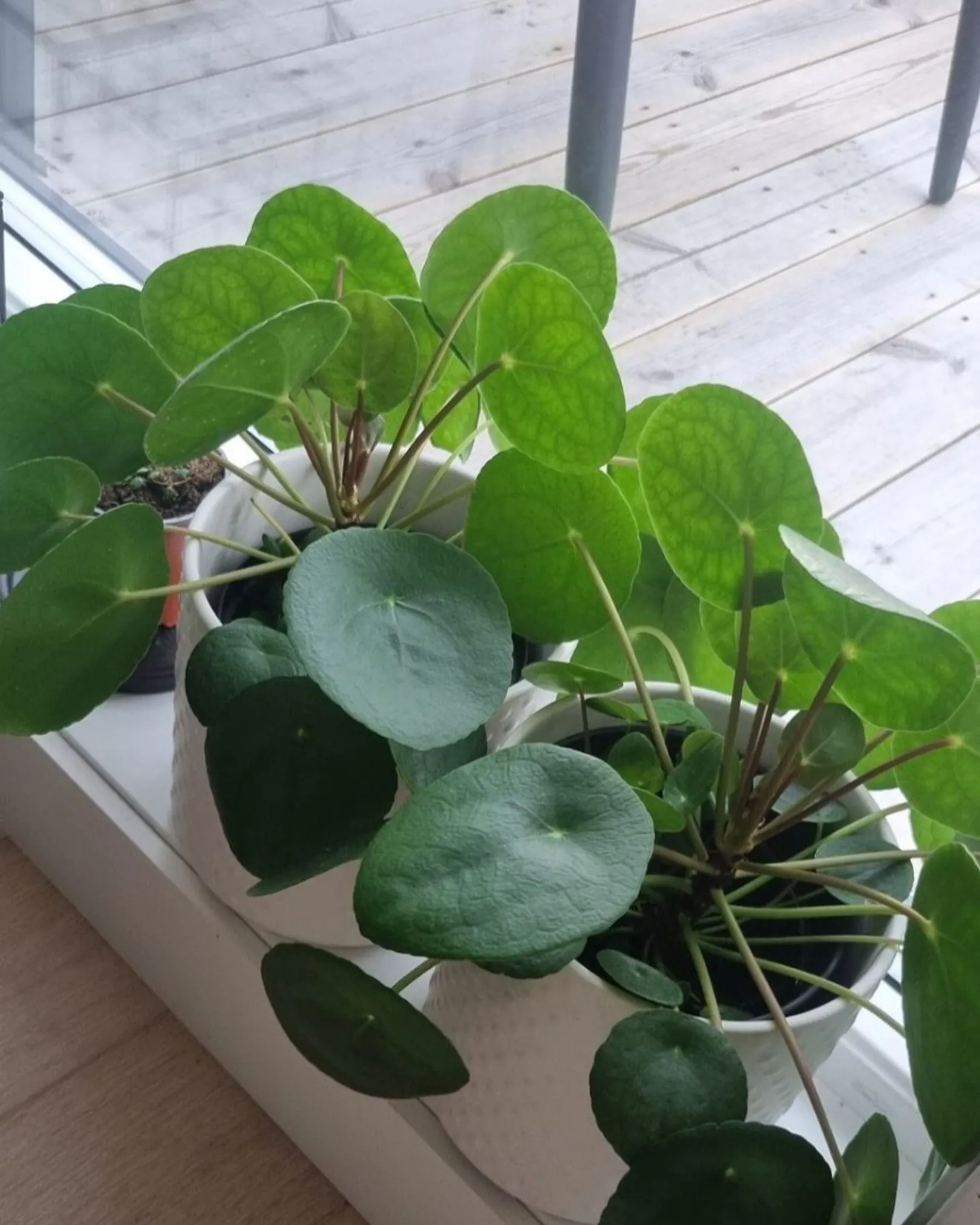 Pilea i fine potter