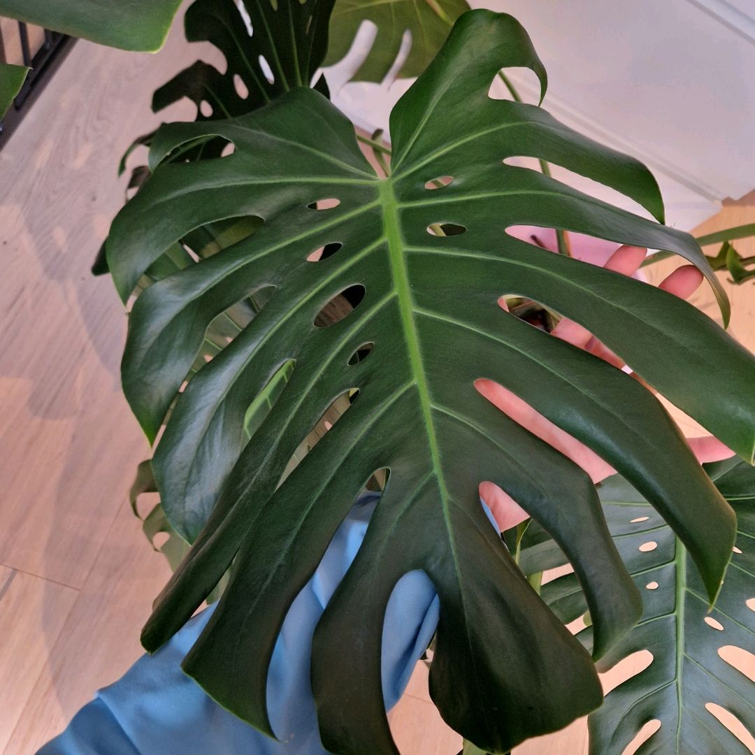 Monstera Stikling