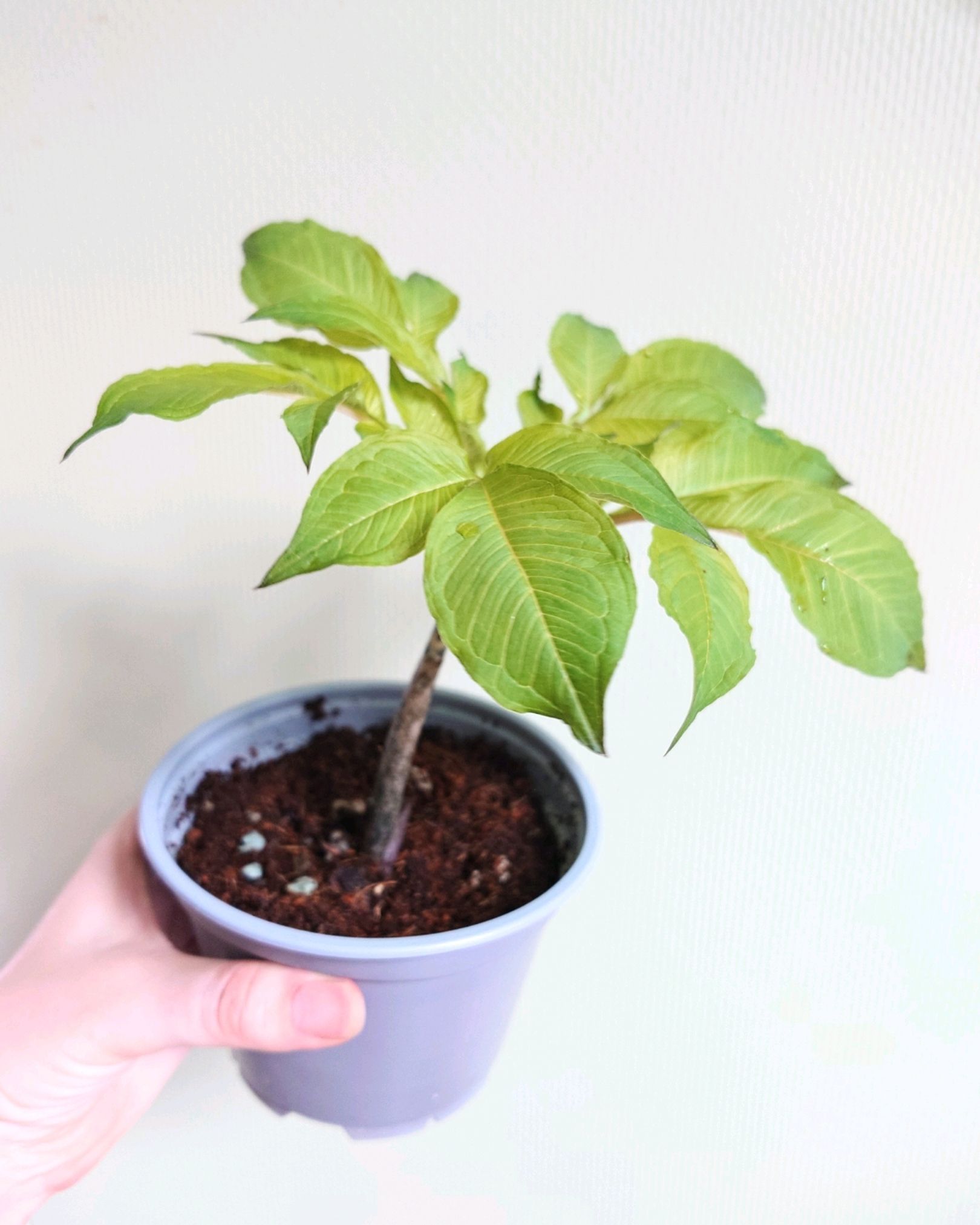 Amorphophallus