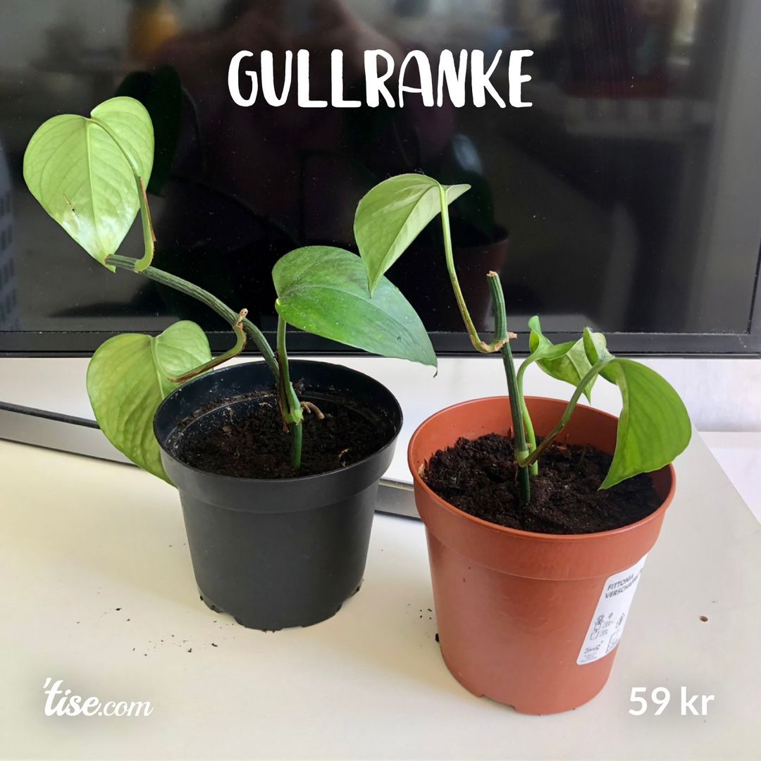 Gullranke