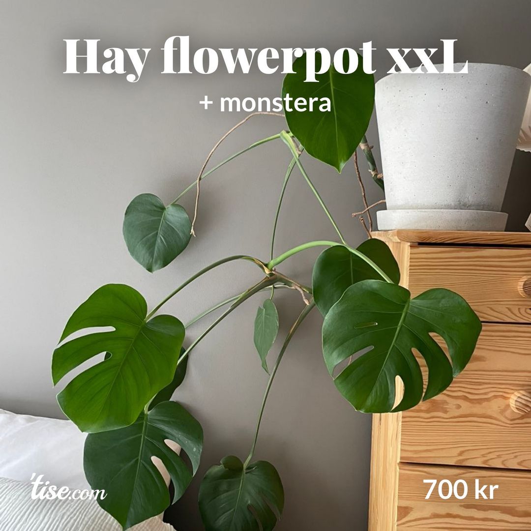 Hay flowerpot xxL