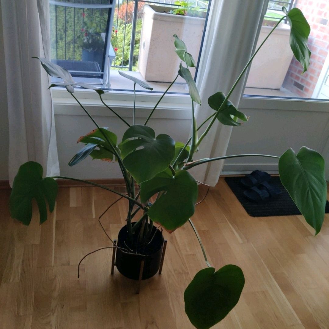 Monstera