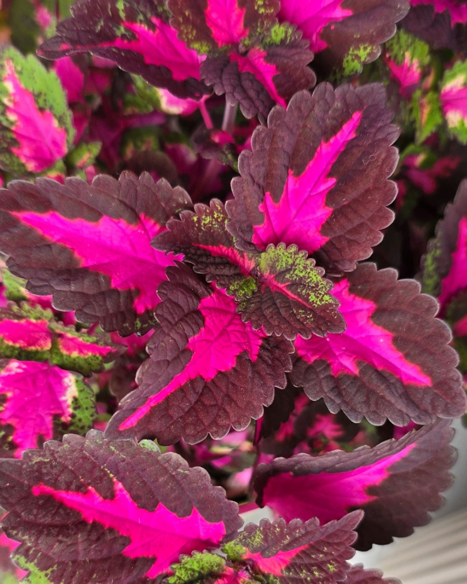 China Rose Coleus 🌸