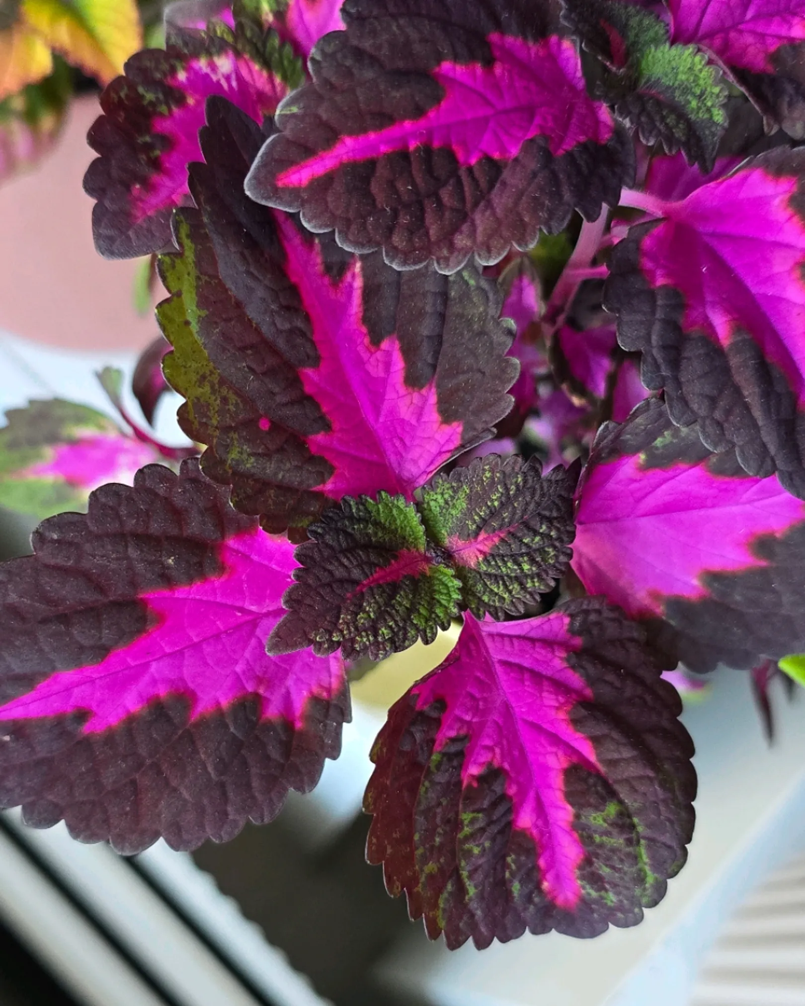 China Rose Coleus 🌸