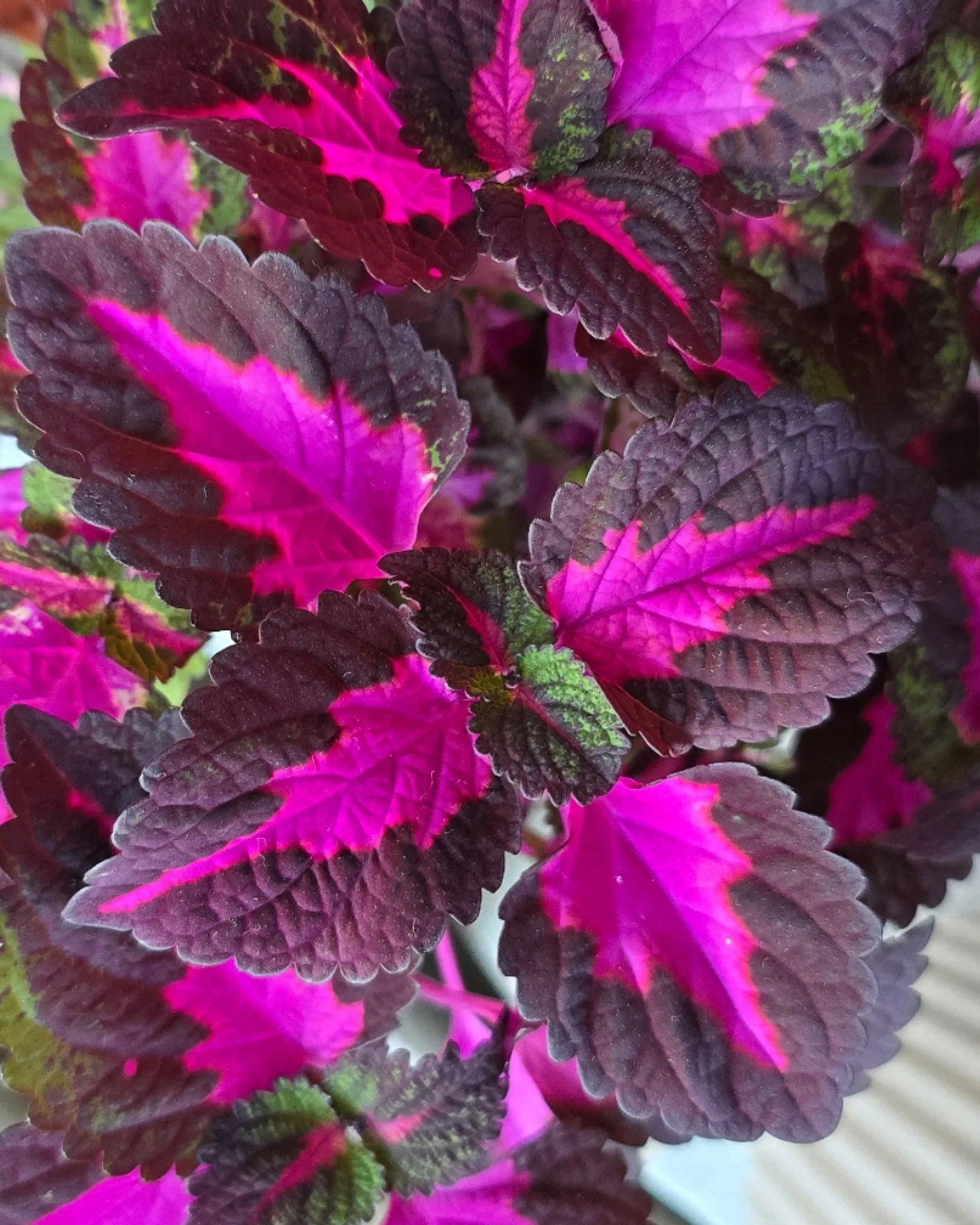 China Rose Coleus 🌸