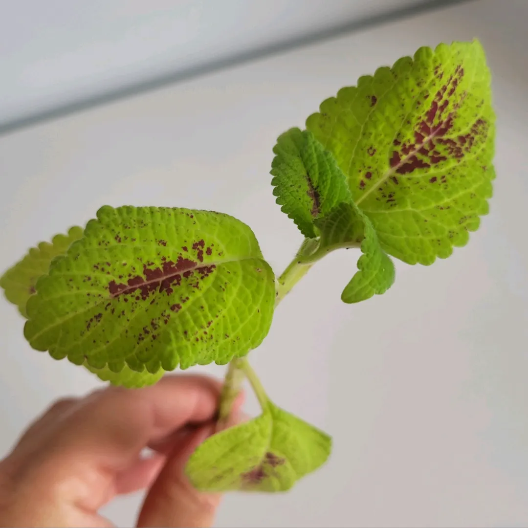 Coleus stiklinger