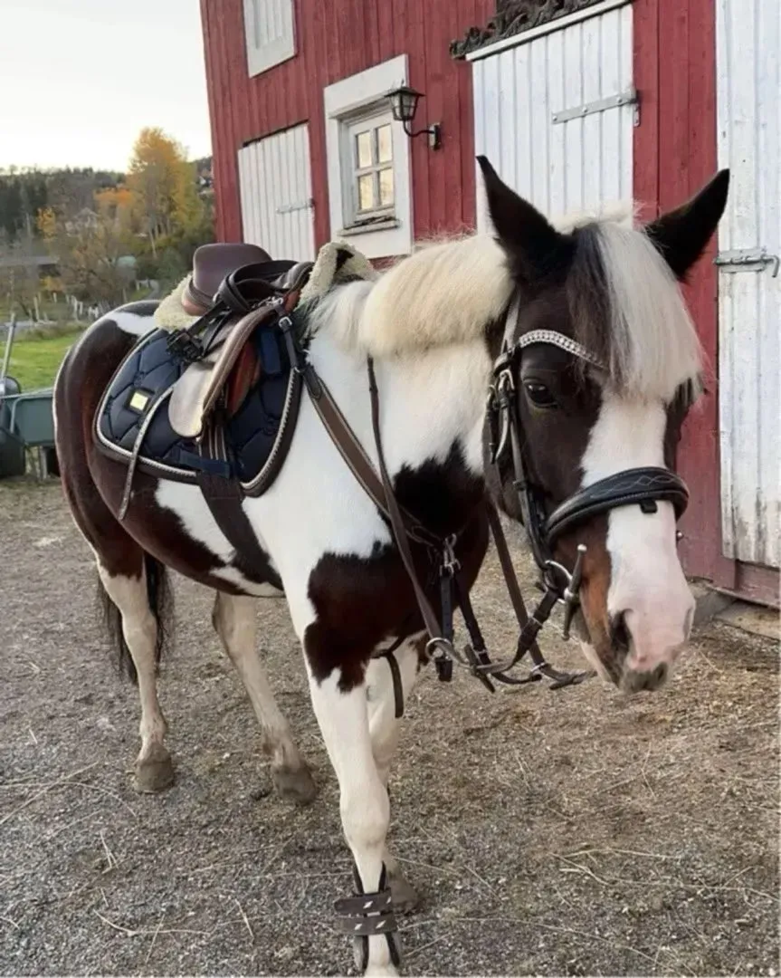 Equestrian Stockholm