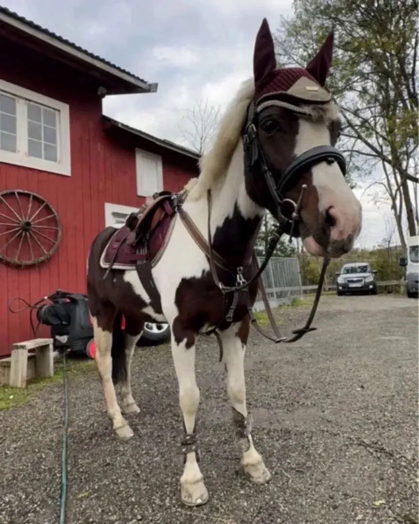 Equestrian Stockholm