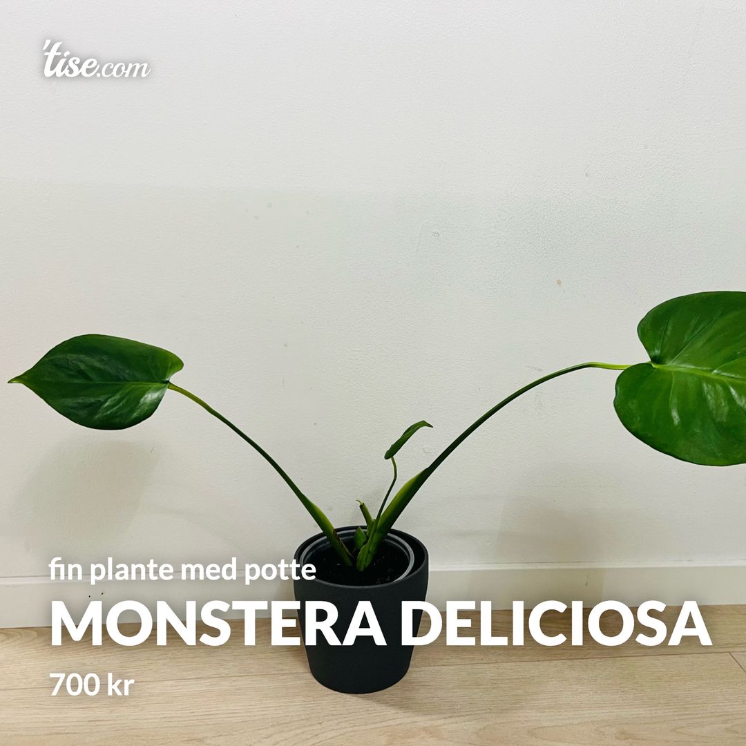 Monstera Deliciosa