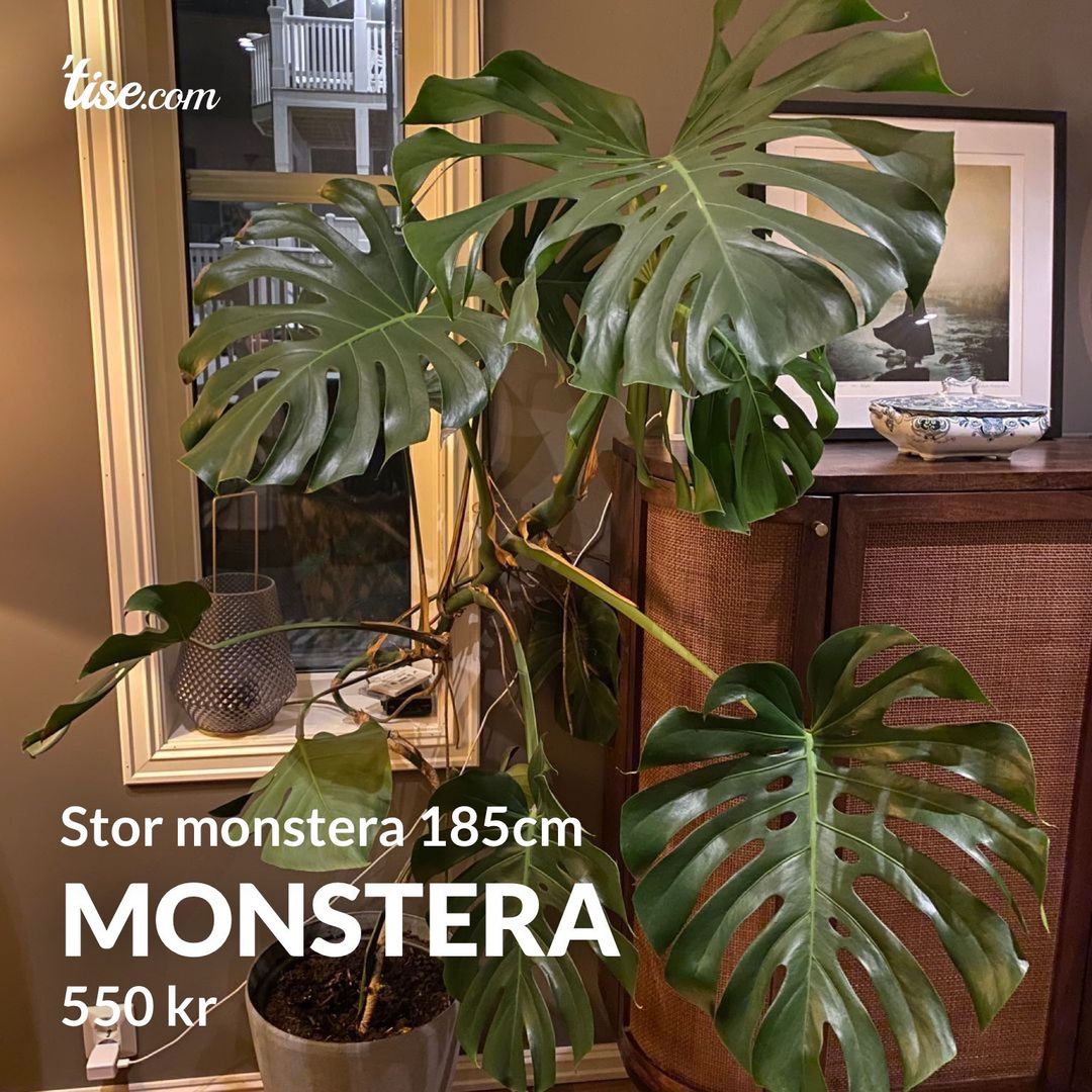 Monstera