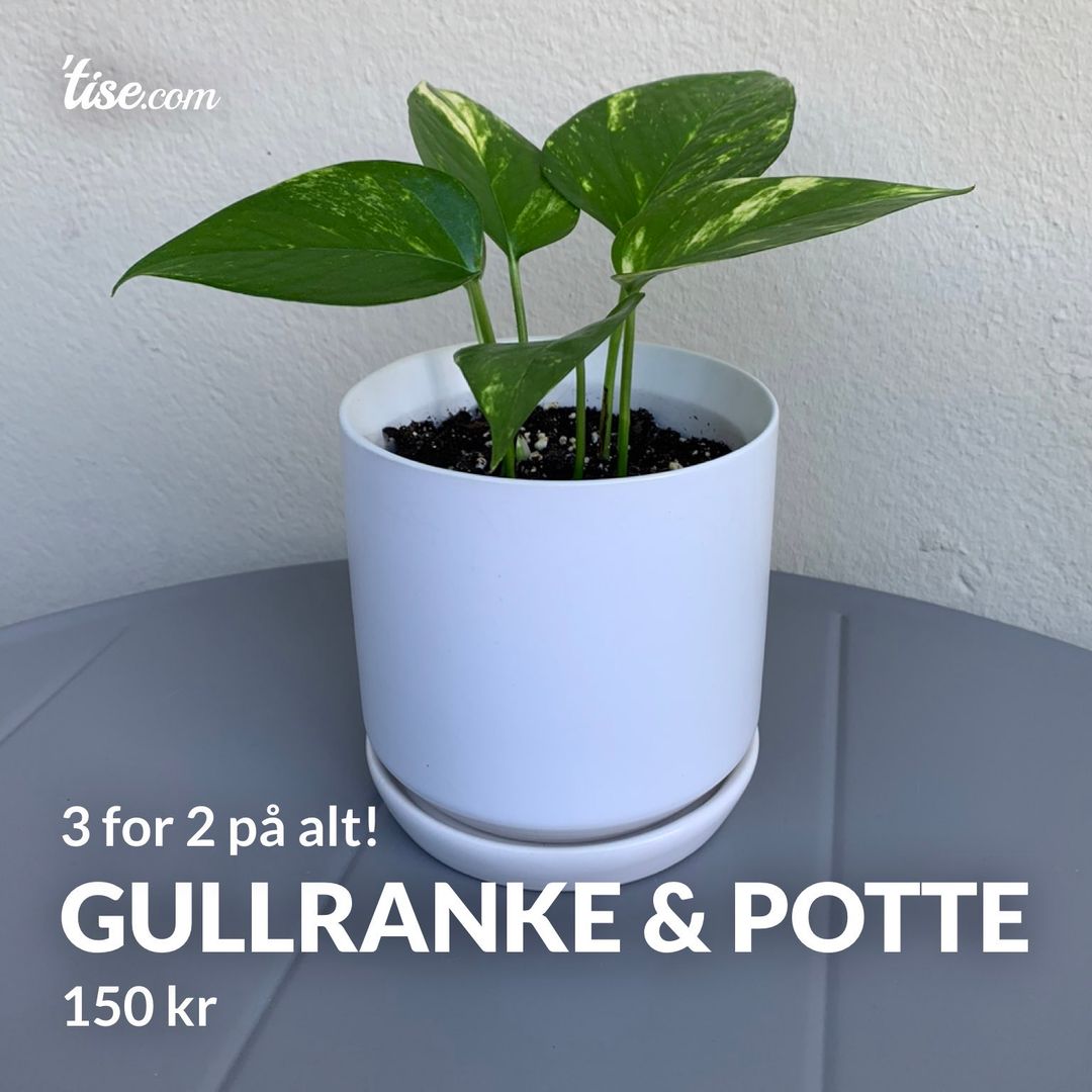 Gullranke  Potte