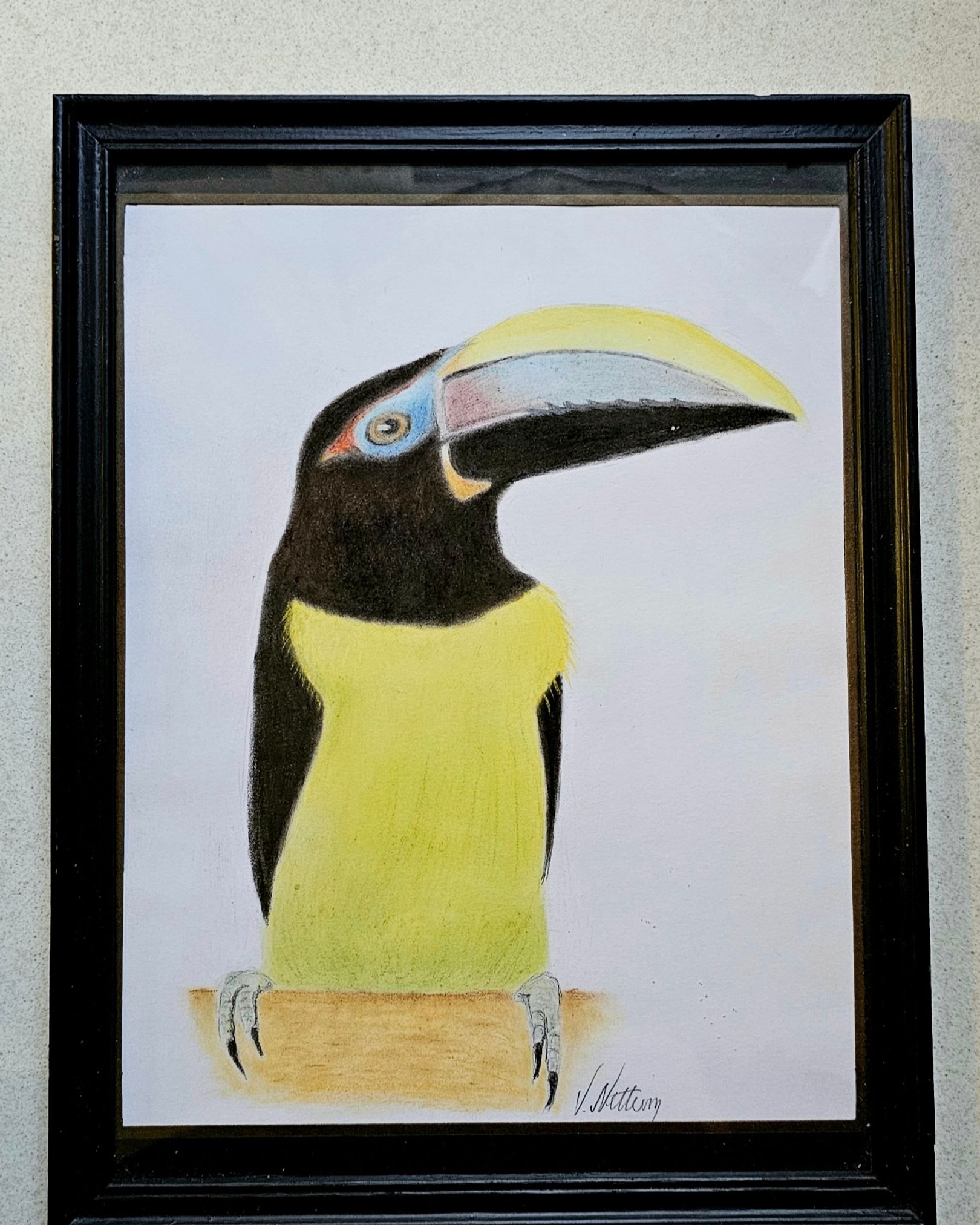 "Green Aracari"