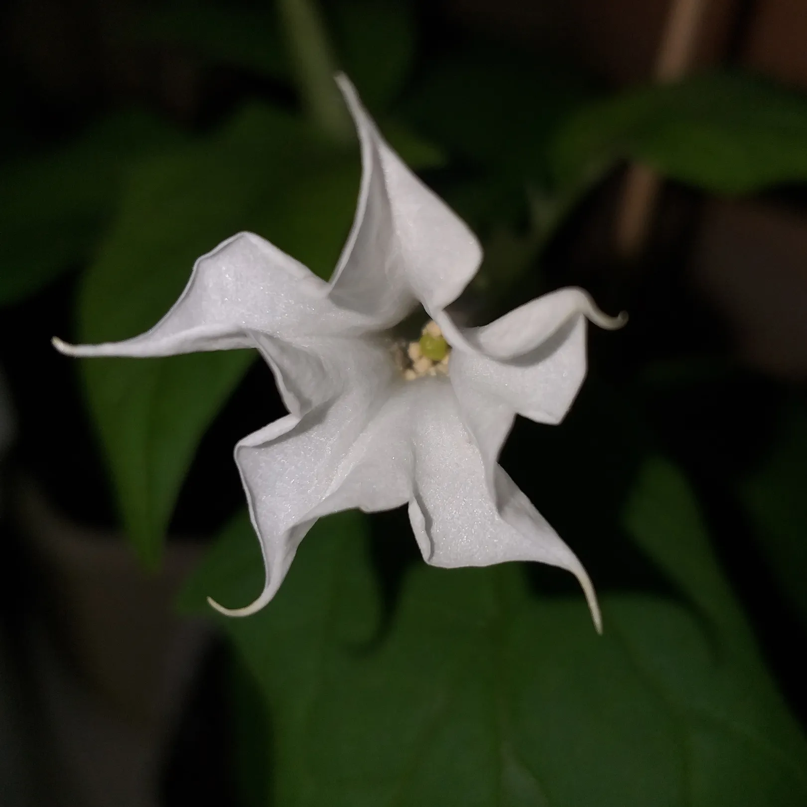 Witchcraft Plants