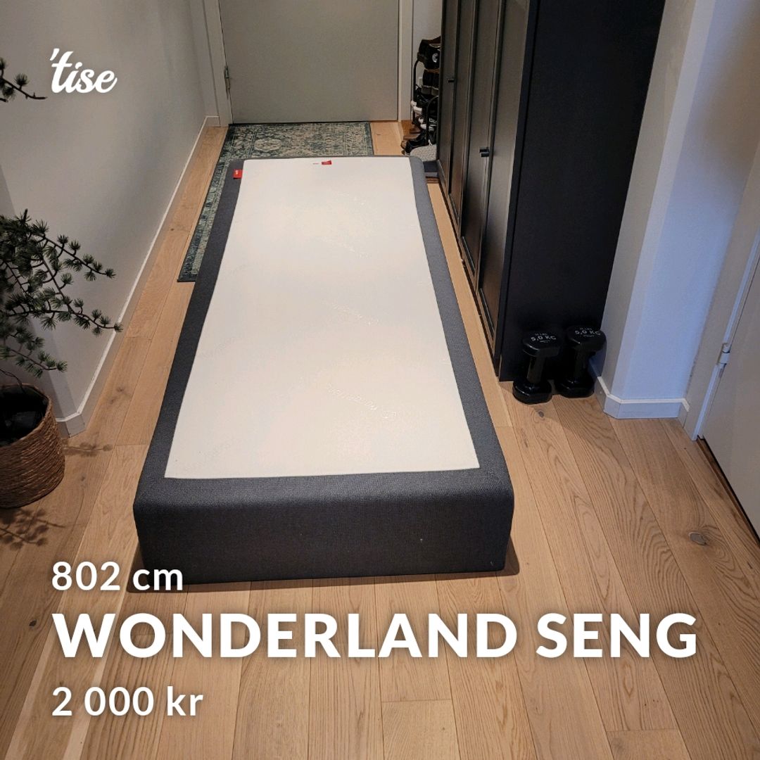 Wonderland Seng