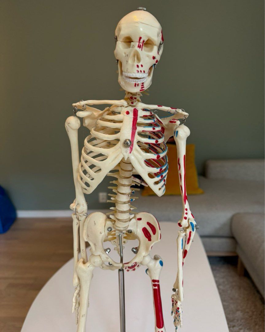 Mini skeleton human