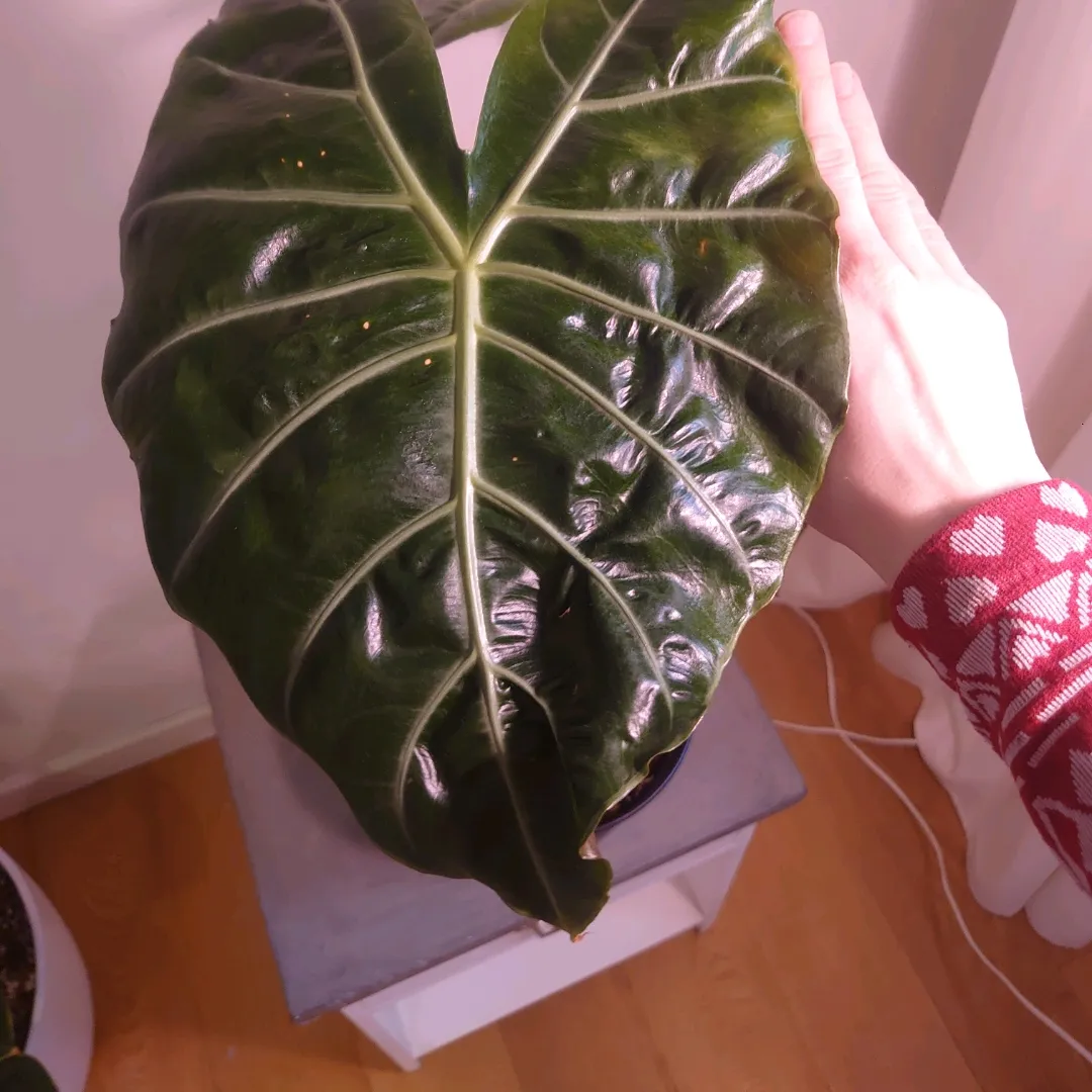 Alocasia Pink Dragon