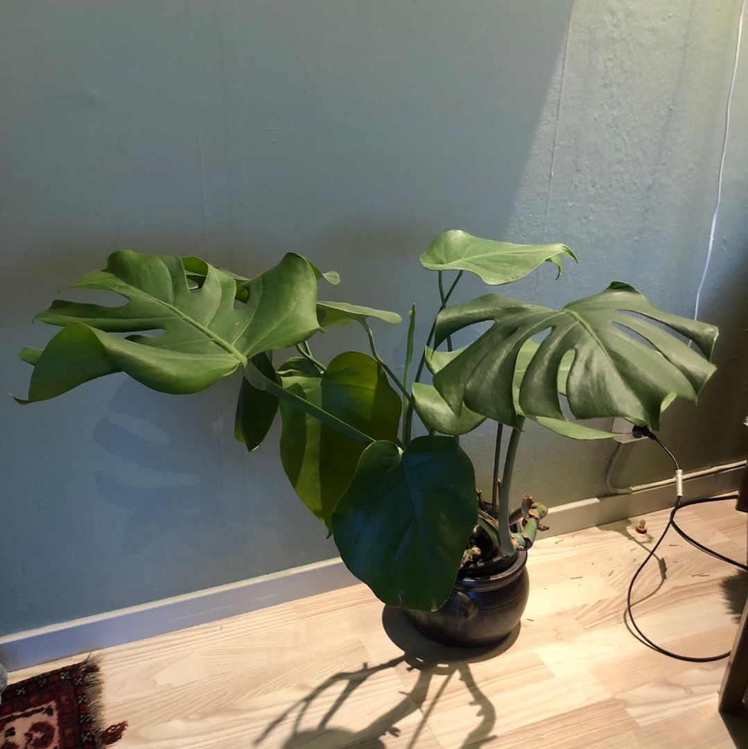 Monstera