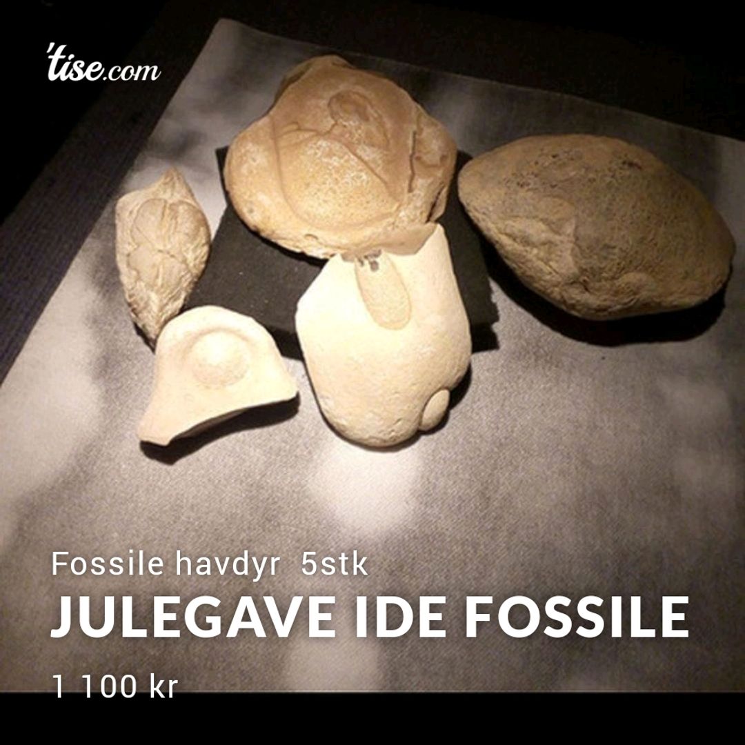 Julegave Ide Fossile