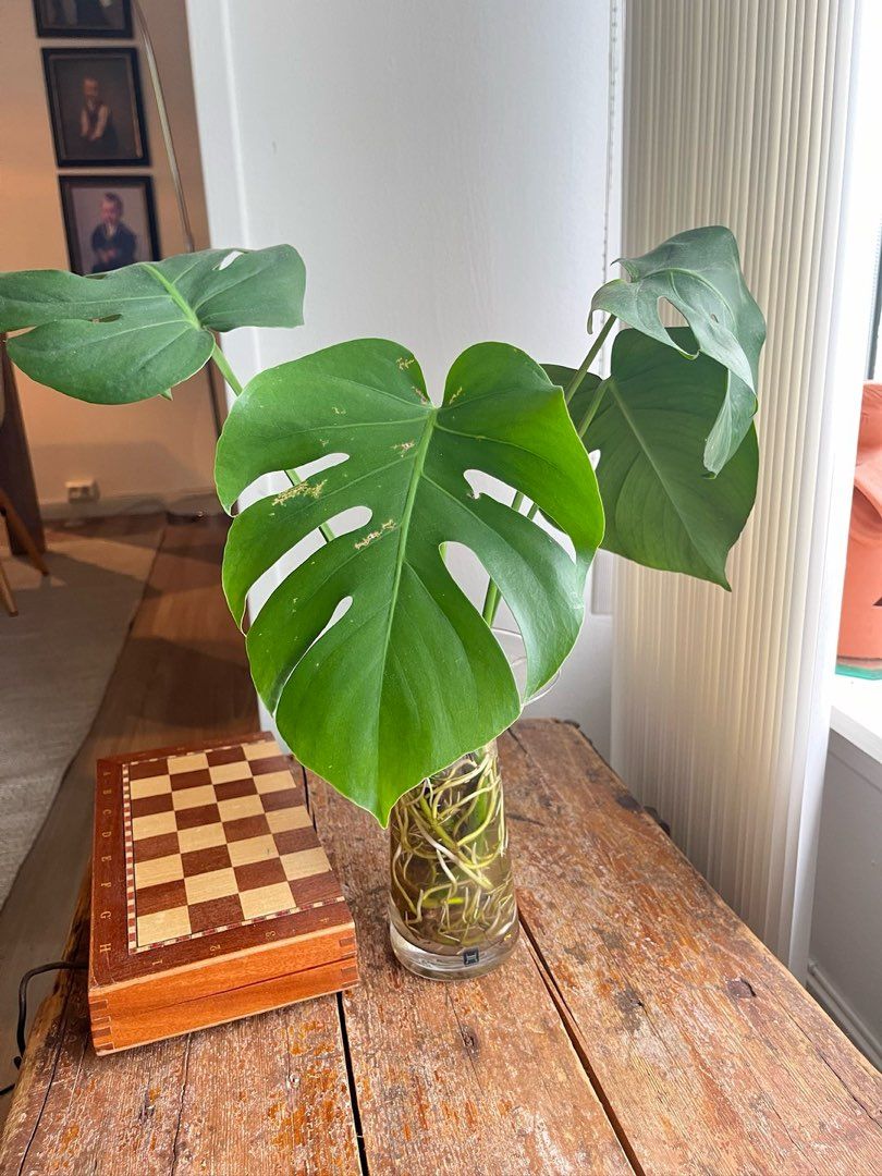 Monstera stiklinger