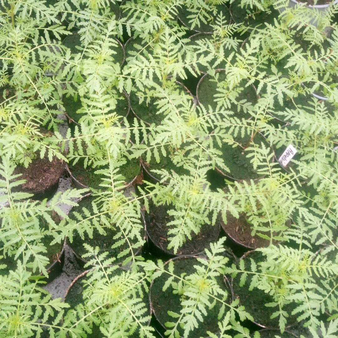 Tagetes Planter