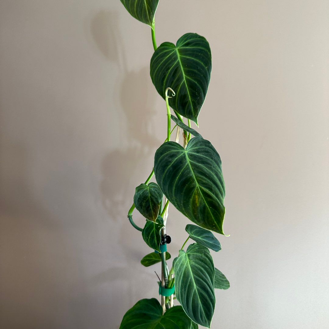 Monstera Mint