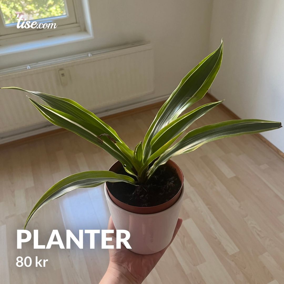 Planter