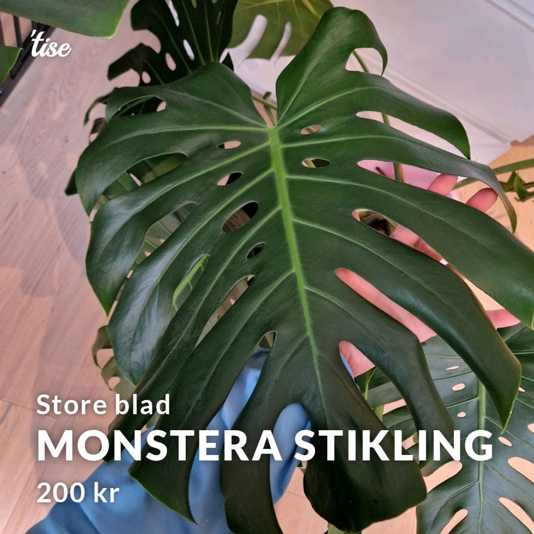 Monstera Stikling