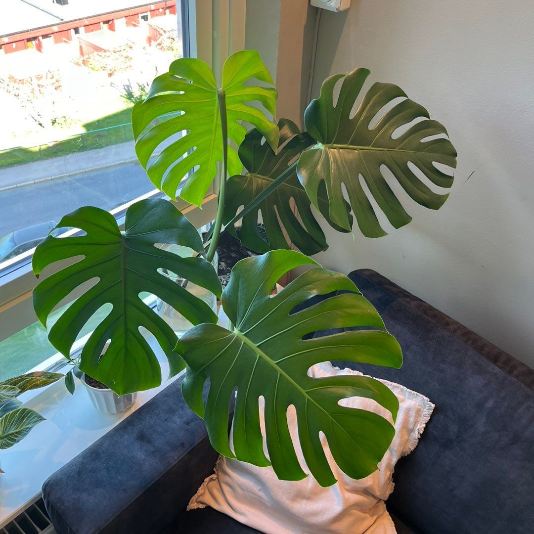 Monstera stikling