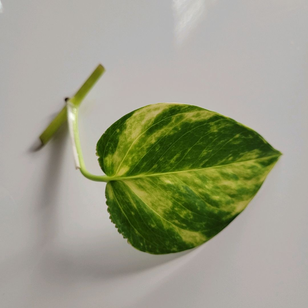 Gullranke Pothos