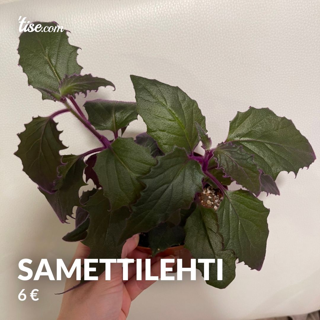 Samettilehti