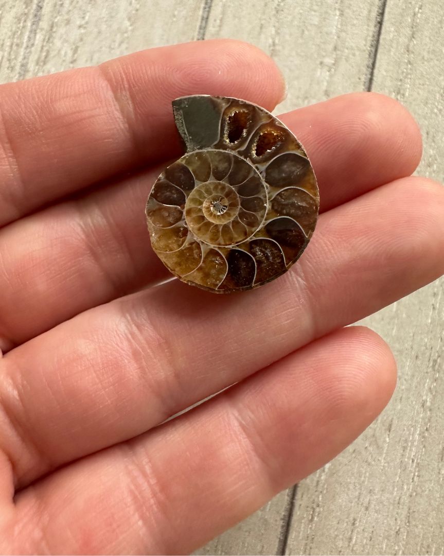 Ammonite