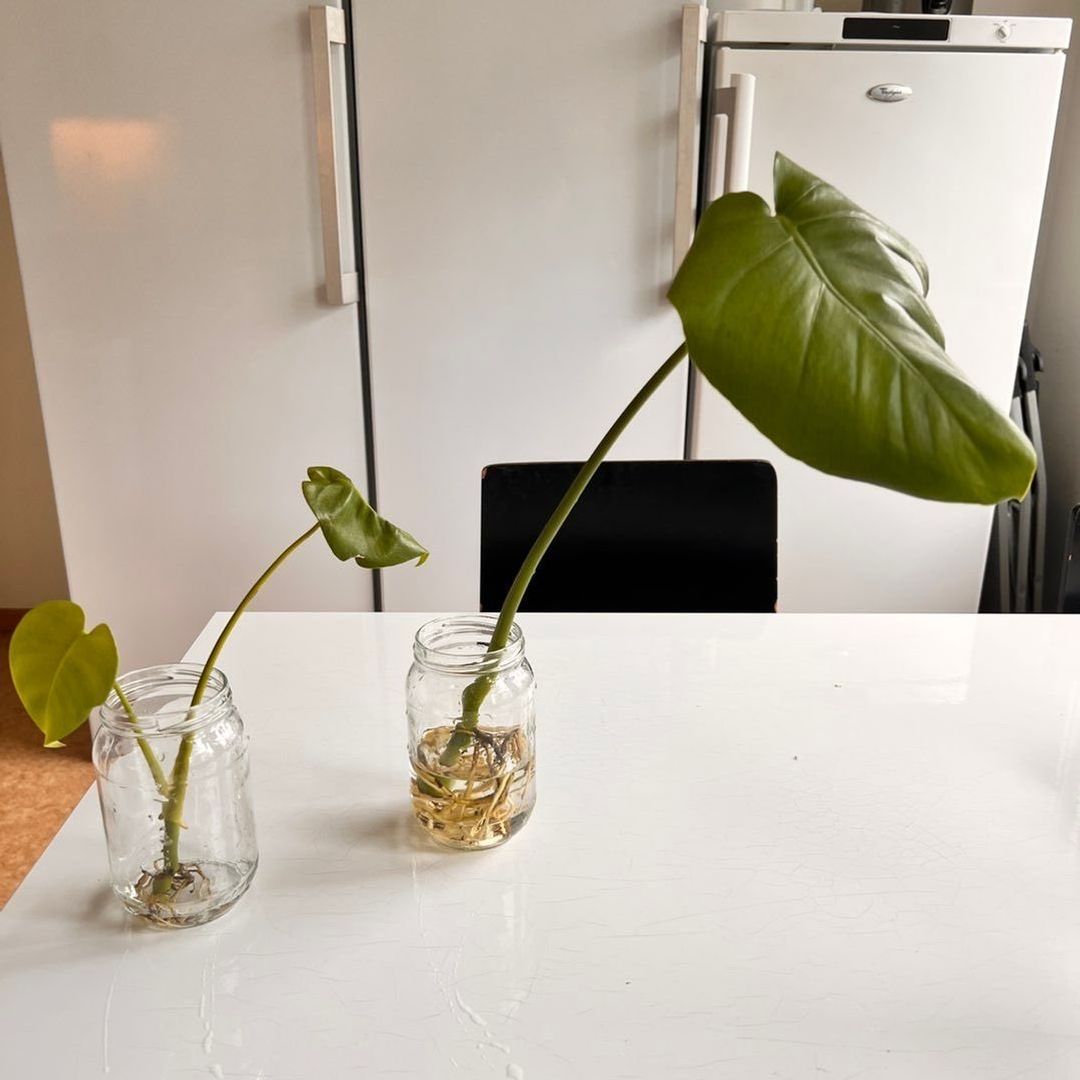 2Monstera Stiklinger