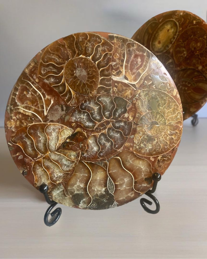 Fossil plater