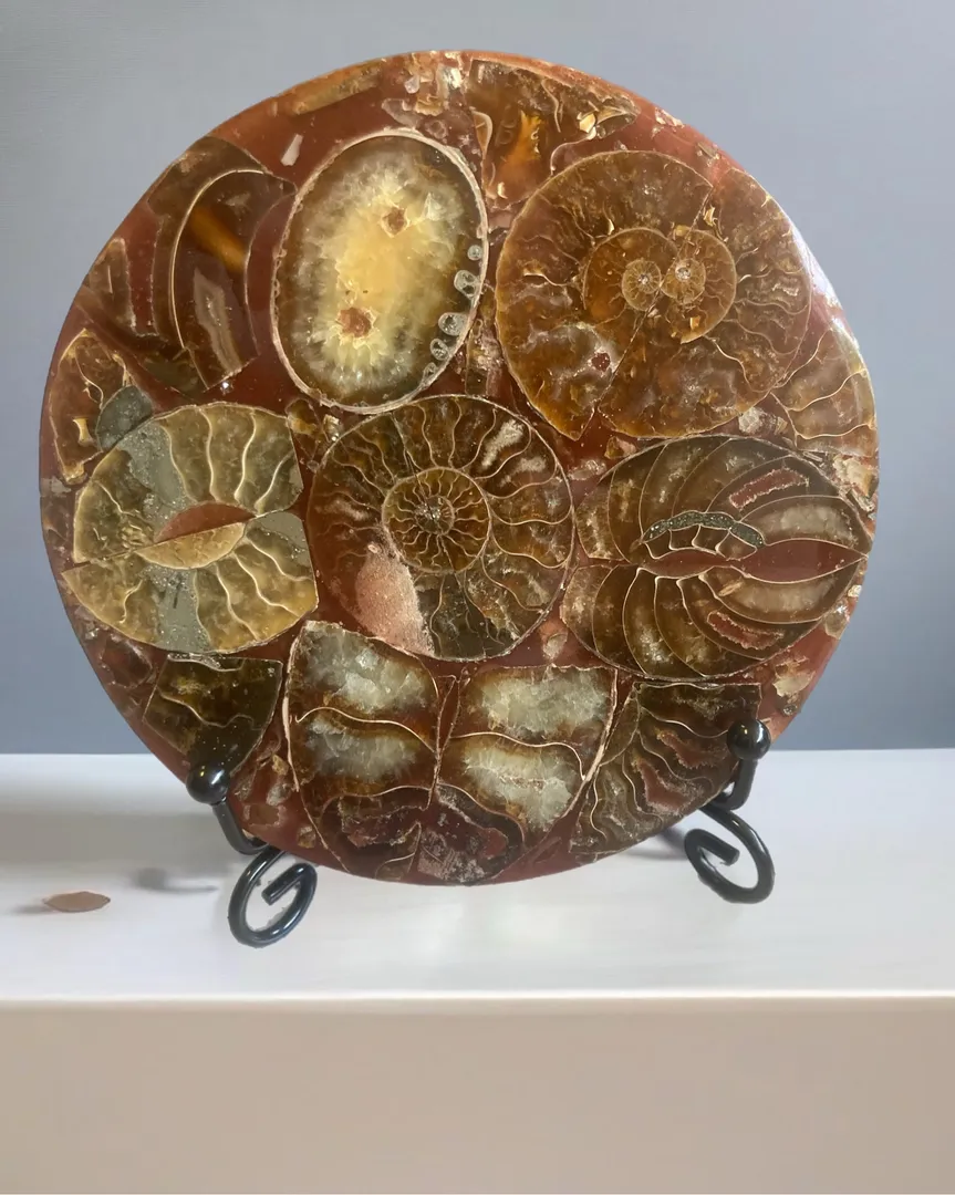 Fossil plater