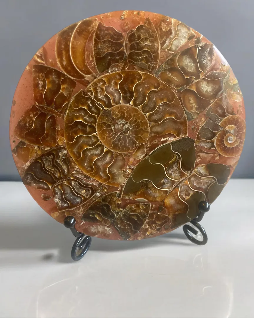 Fossil plater