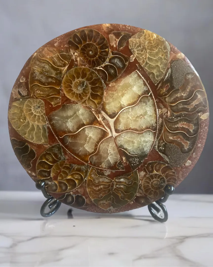 Fossil plater