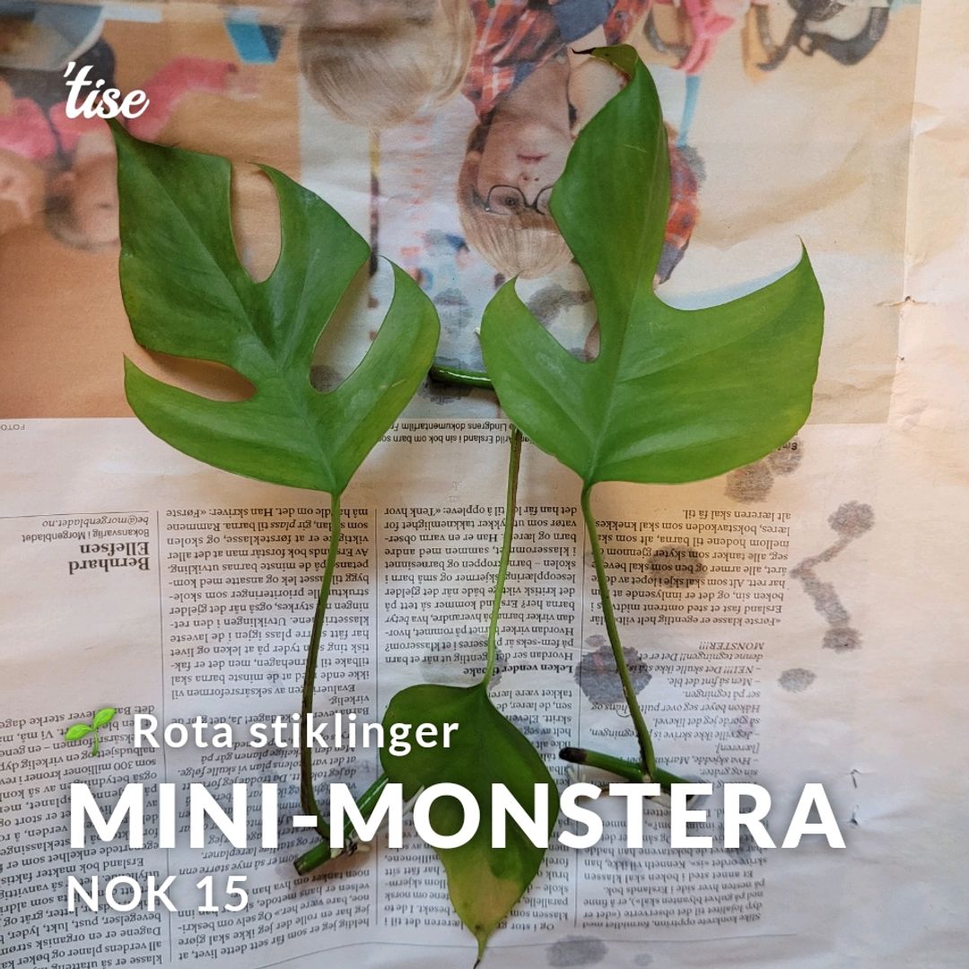 Mini-monstera