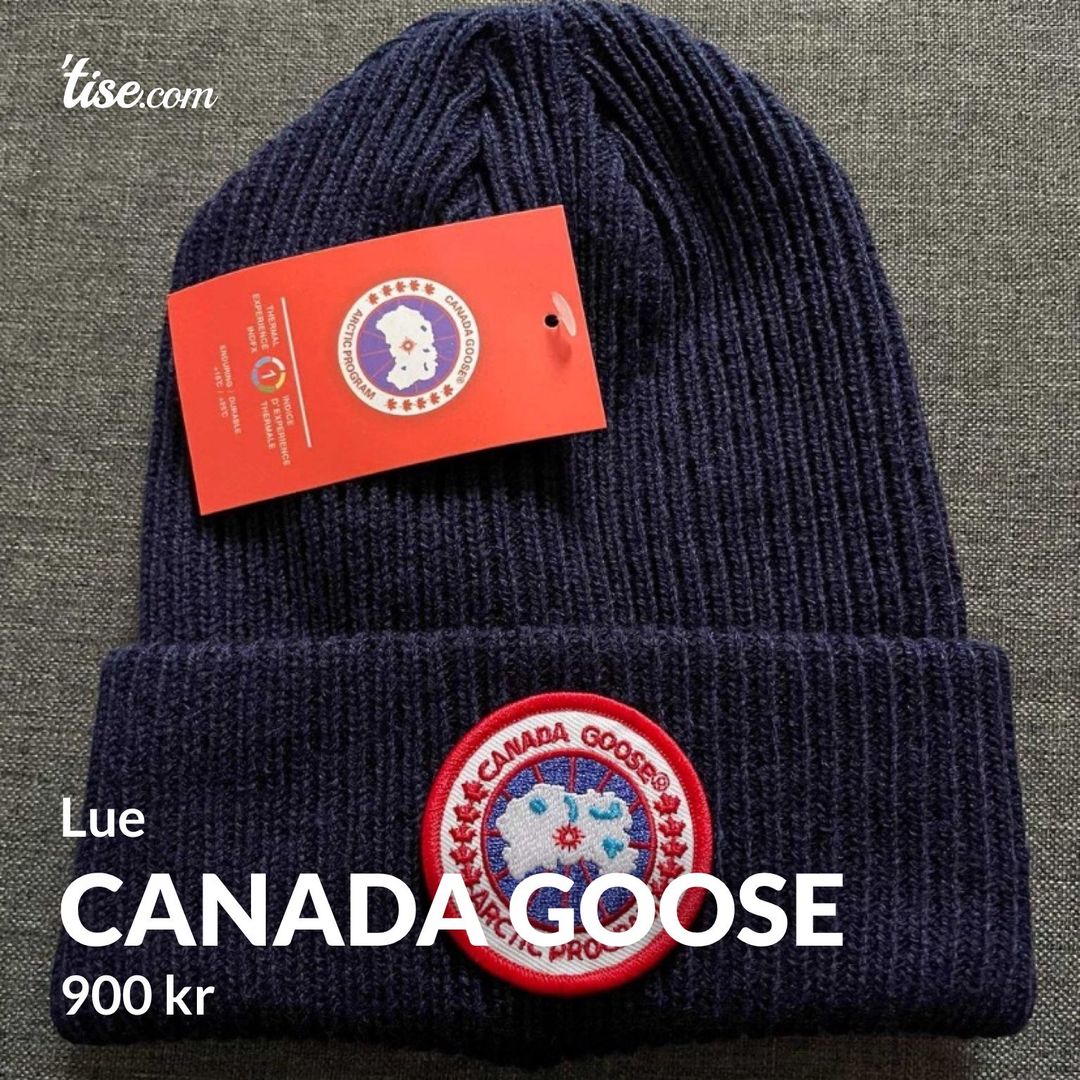 Canada goose