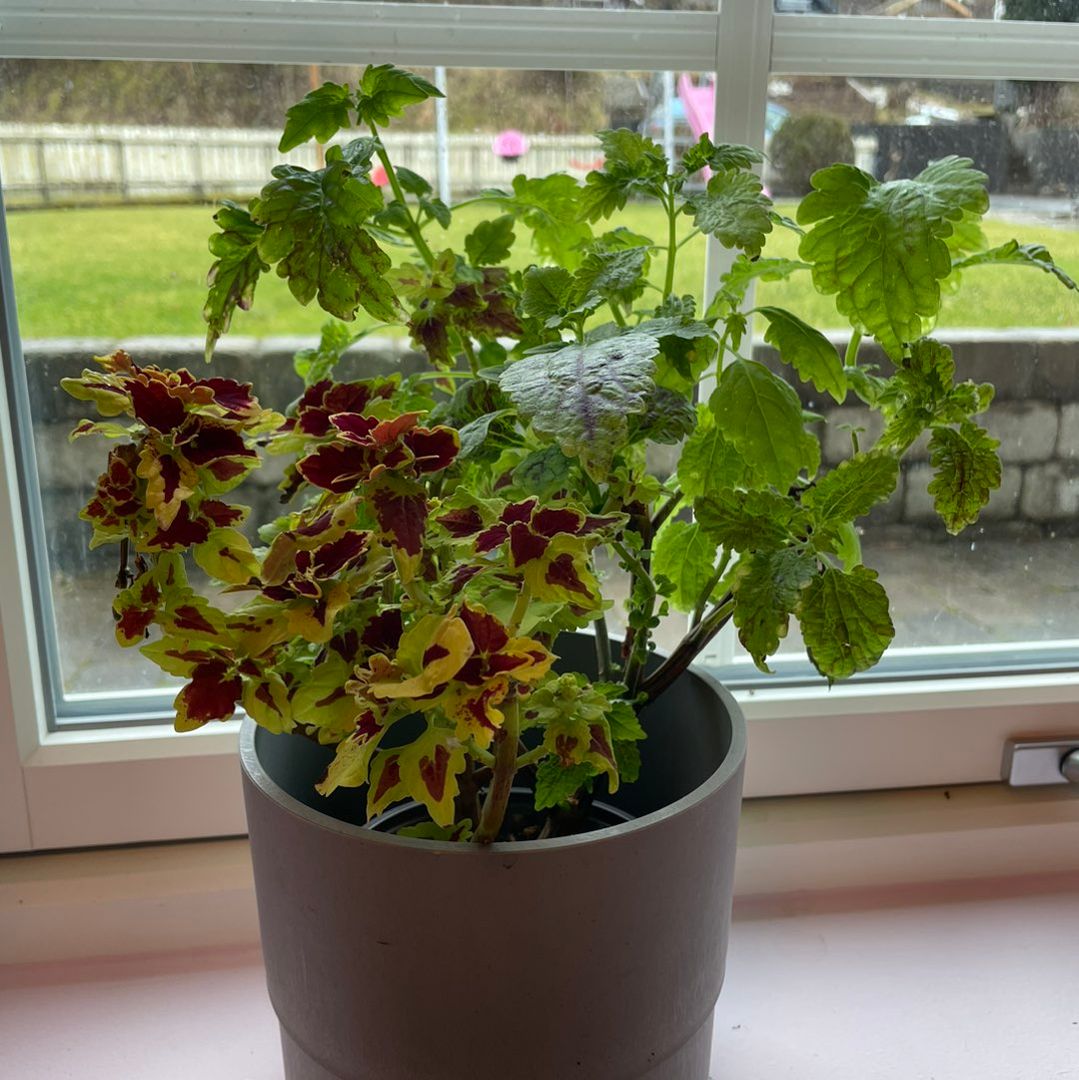 Coleus