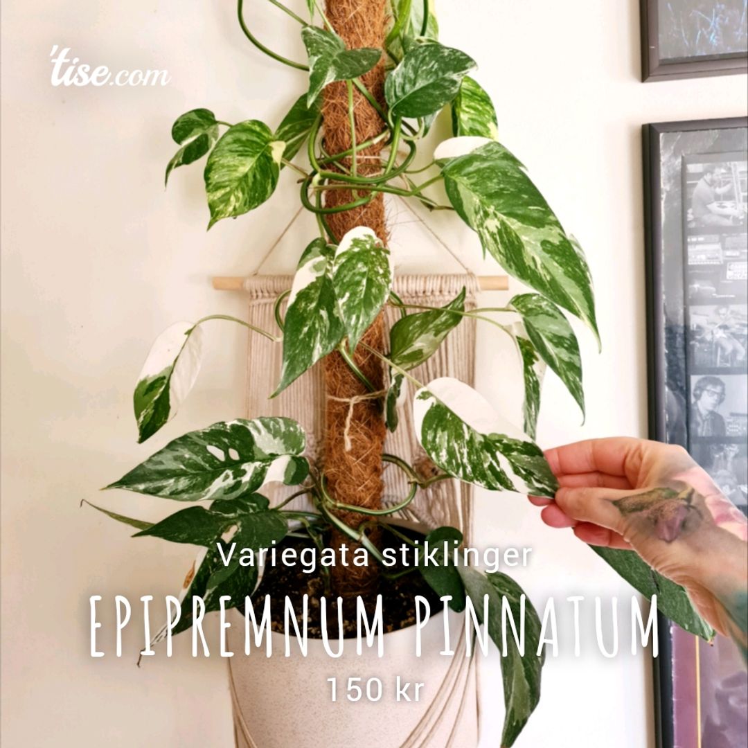 Epipremnum Pinnatum