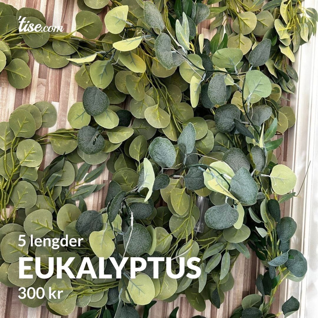 Eukalyptus