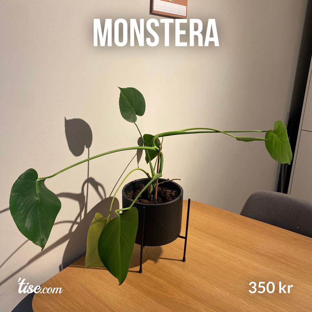 Monstera