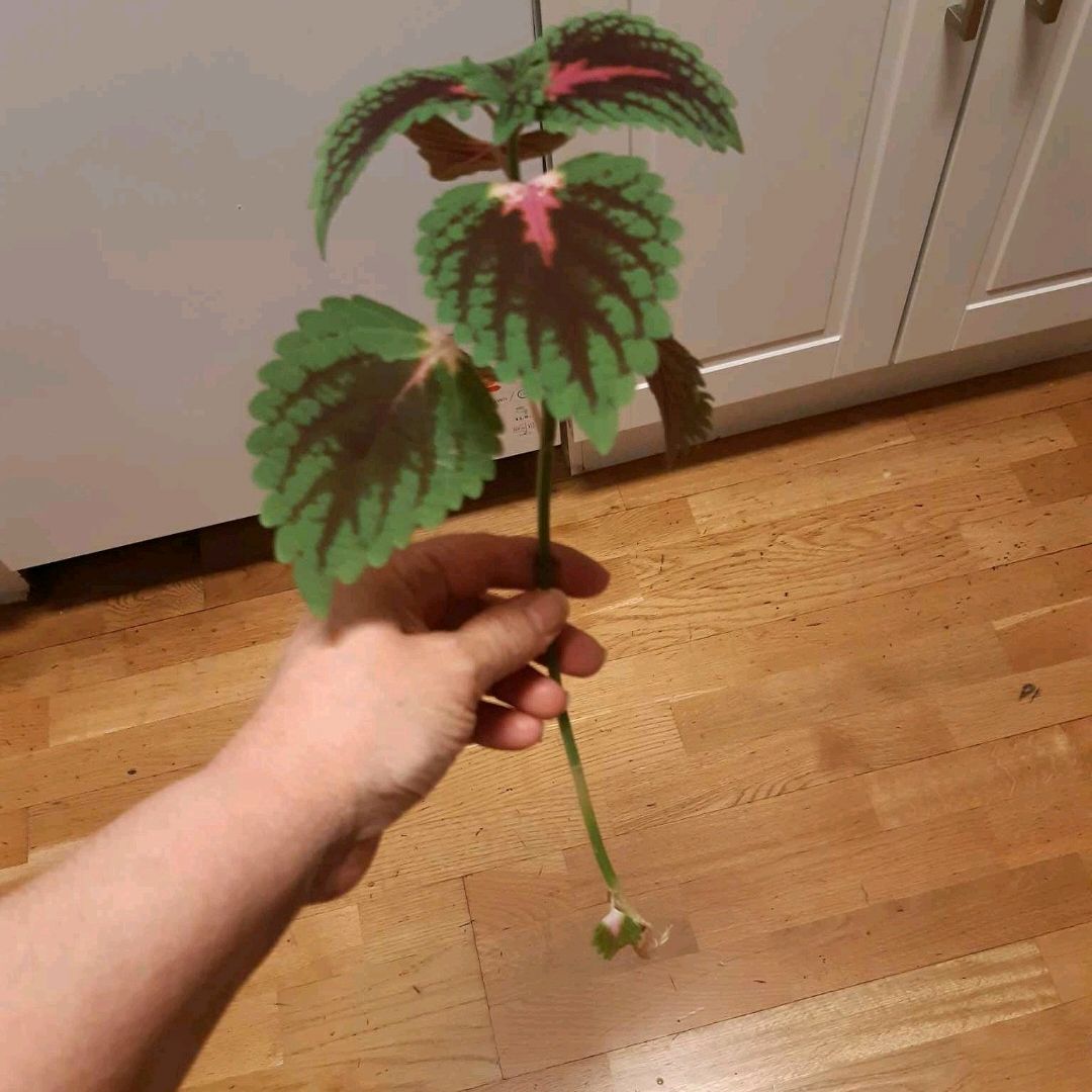 Coleus China Rose