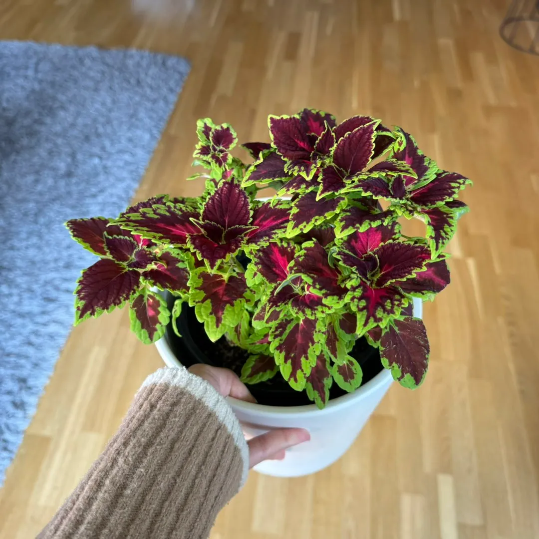 Coleus - stiklinger